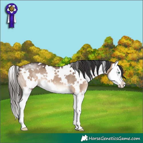 Horse Color:White Spotted Bay Dun Mushroom Splash 