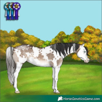 Horse Color:White Spotted Bay Dun Mushroom Splash