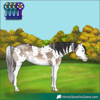 Horse Color:White Spotted Bay Dun Mushroom Splash