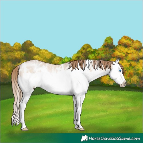 Horse Color:White Spotted Bay Pearl Dun Mushroom Sabino Splash 