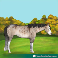 Horse Color:Brown Dun Splash Rabicano Brindle 