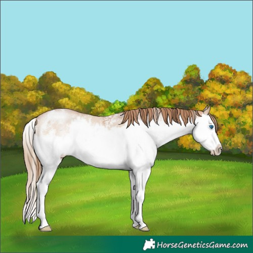 Horse Color:Bay Pearl Dun Mushroom Sabino Splash 