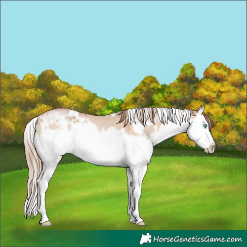 Horse Color:White Spotted Bay Pearl Dun Mushroom Splash 