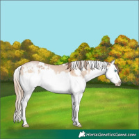 Horse Color:White Spotted Bay Pearl Dun Mushroom Splash