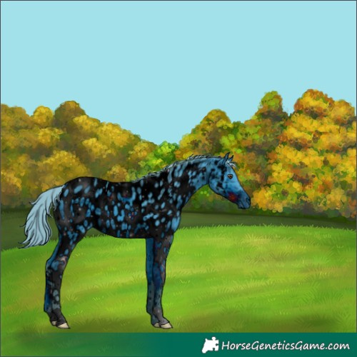 Horse Color:ERROR: UNKNOWN ANOMALY