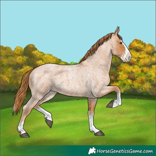 Horse Color:Red Roan Splash 