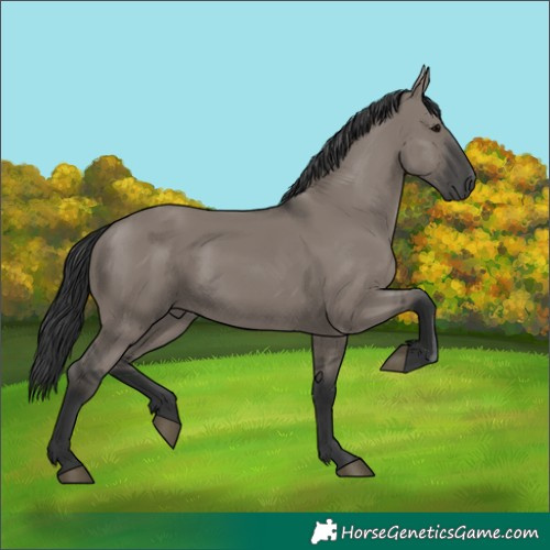 Horse Color:Grullo Rabicano
