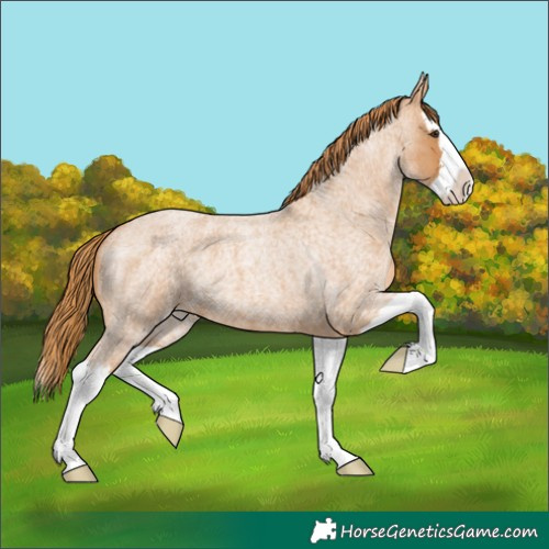 Horse Color:Red Roan Splash 