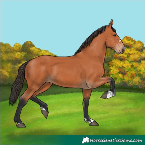 Horse Color:Bay 
