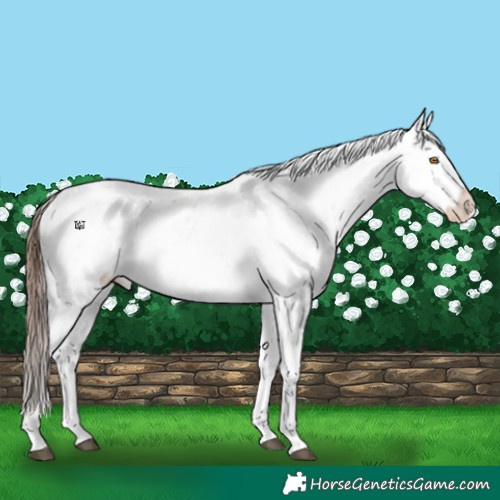 Horse Color:Brown Dun Sabino Appaloosa Rabicano 