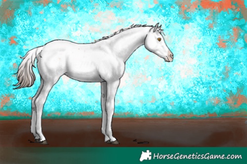 Horse Color:Brown Dun Sabino Appaloosa Rabicano 