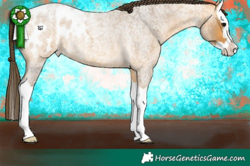 Horse Color:Buckskin Roan Splash Appaloosa 