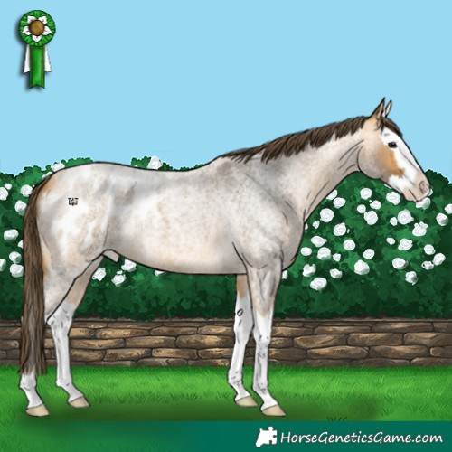 Horse Color:Buckskin Roan Splash Blanket 