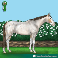 Horse Color:Buckskin Roan Splash Appaloosa 