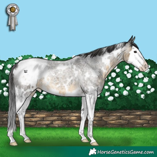 Horse Color:White Spotted Buckskin Roan Splash Appaloosa