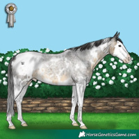 Horse Color:White Spotted Buckskin Roan Splash Appaloosa 