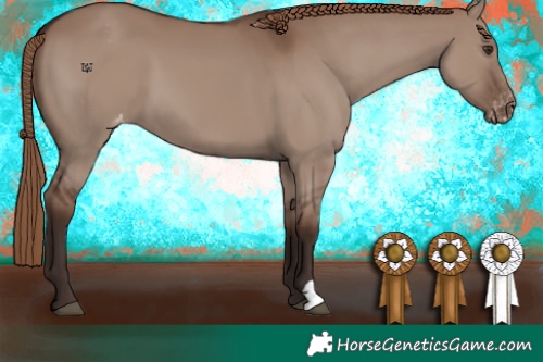 Horse Color:Liver Red Dun Appaloosa