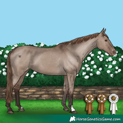 Horse Color:Liver Red Dun Appaloosa