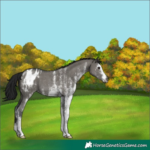 Horse Color:Gray White Spotted Grullo Appaloosa 