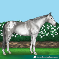 Horse Color:Gray White Spotted Grullo Appaloosa