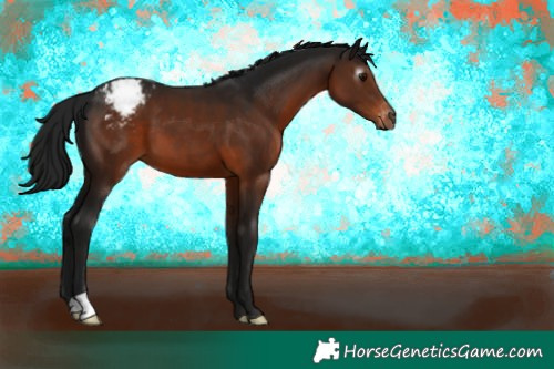 Horse Color:Gray Brown Appaloosa 