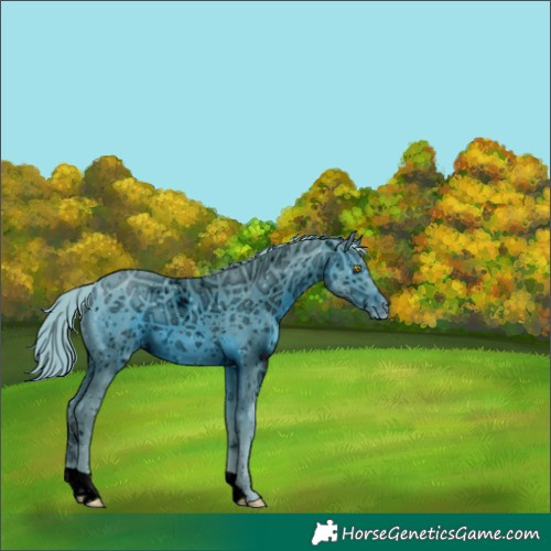 Horse Color:ERROR: UNKNOWN ANOMALY