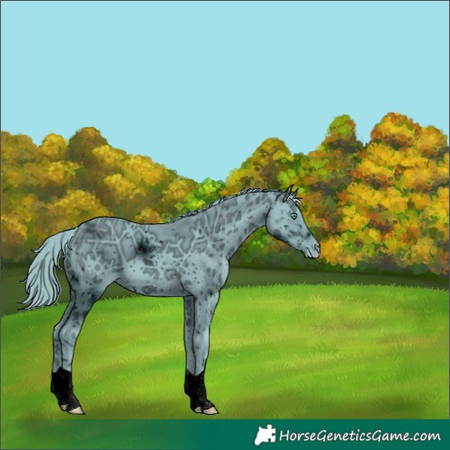 Horse Color:ERROR: UNKNOWN ANOMALY