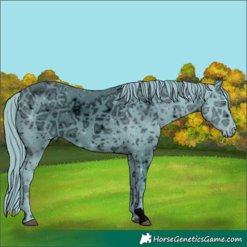 Horse Color:ERROR: UNKNOWN ANOMALY