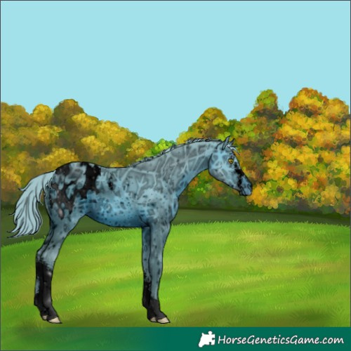 Horse Color:ERROR: UNKNOWN ANOMALY