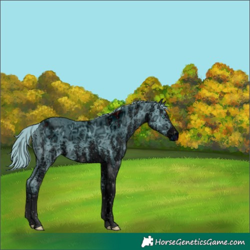 Horse Color:ERROR: UNKNOWN ANOMALY