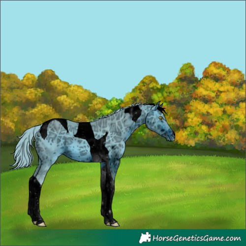 Horse Color:ERROR: UNKNOWN ANOMALY
