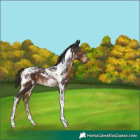 Horse Color:Gray White Spotted Liver Chestnut Tobiano 