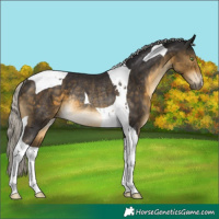 Horse Color:Silver Buckskin Tobiano Rabicano
