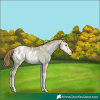Horse Color:Amber Champagne Ice Pearl Onyx Appaloosa