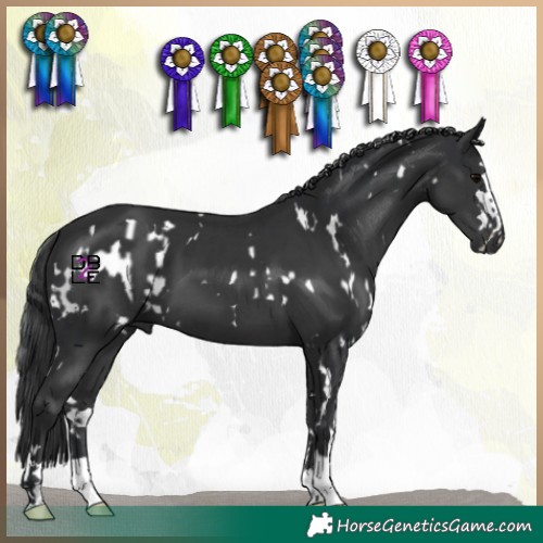 Horse Color:White Spotted Black  and Black 