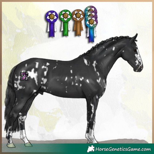 Horse Color:White Spotted Black  and Black 