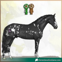 Horse Color:White Spotted Black and Black