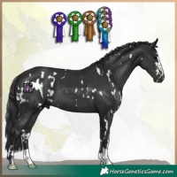 Horse Color:White Spotted Black  and Black 