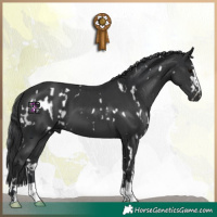 Horse Color:White Spotted Black  and Black 