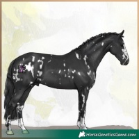 Horse Color:White Spotted Black and Black