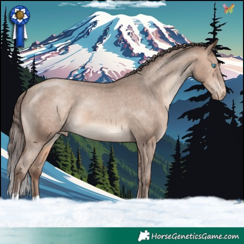 Horse Color:Sable Champagne Appaloosa 