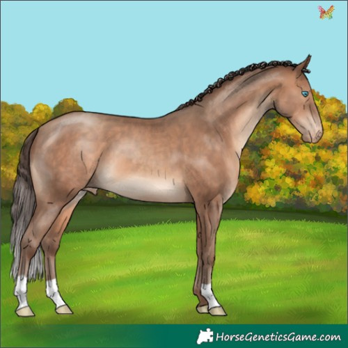 Horse Color:Sable Champagne Appaloosa 