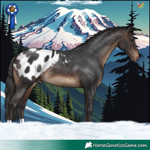 Horse Color:Brown Appaloosa 
