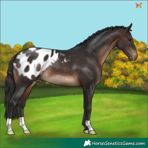 Horse Color:Brown Appaloosa 