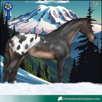 Horse Color:Brown Appaloosa