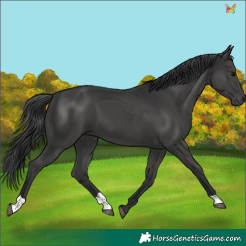 Horse Color:Black 