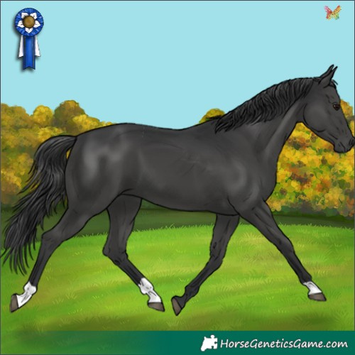 Horse Color:Black 