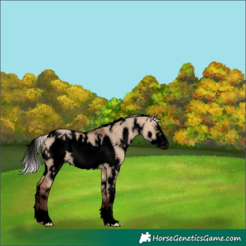 Horse Color:Void White Spotted Silver Brown Dun Frame