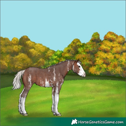 Horse Color:Silver Brown Sabino Splash