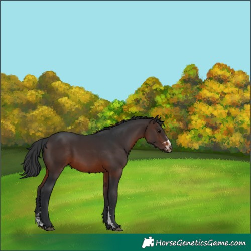 Horse Color:Brown Sabino 